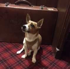 Tillie's 3rd stay at the Rose & Crown, her favourite holiday destination!